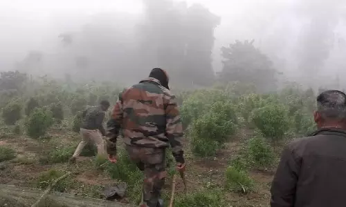 Tripura बीएसएफ ने खोवाई जिले में 5,000 गांजा के पौधे नष्ट किए