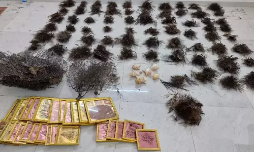 DRI ने आंध्र प्रदेश में मृत काले और मुलायम कोरल जब्त किए, 3 हिरासत में लिए गए DRI ने आंध्र प्रदेश में मृत काले और मुलायम कोरल जब्त किए, 3 हिरासत में लिए गए