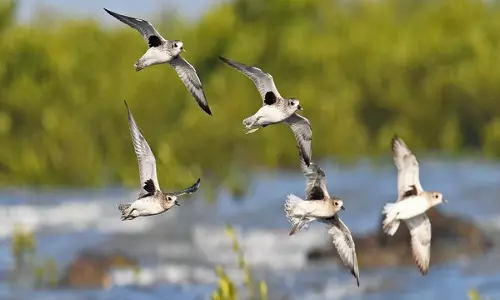 देश की पहली कोस्टलाइन-वेडर्स बर्ड सेंसस 3 से 5 जनवरी तक Jamnagar में आयोजित की जाएगी