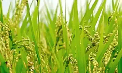 केवल अपनी भूमि पर खेती करने वाले किसानों को ही Telangana रायथु भरोसा मिलेगा केवल अपनी भूमि पर खेती करने वाले किसानों को ही Telangana रायथु भरोसा मिलेगा
