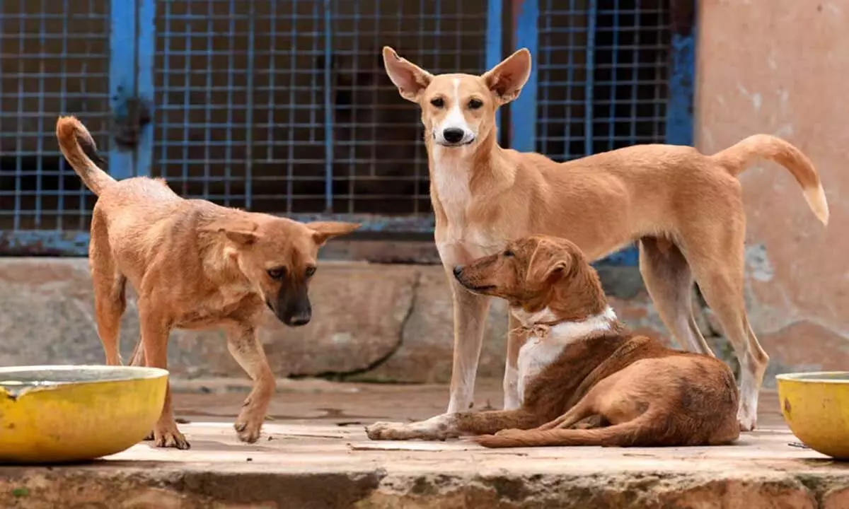 Odisha: पीएफए ​​ने भुवनेश्वर में कुत्तों को स्थानांतरित करने के अभियान की निंदा की