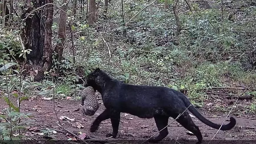 Odisha के जंगल में दिखा काला तेंदुआ, देखें video