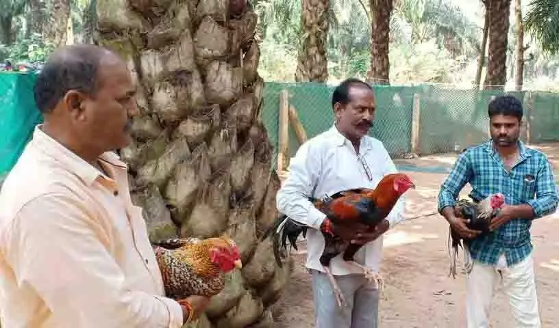 Sankranti पर मुर्गों की लड़ाई का मौसम शुरू, मुर्गियां लड़ाई के लिए तैयार