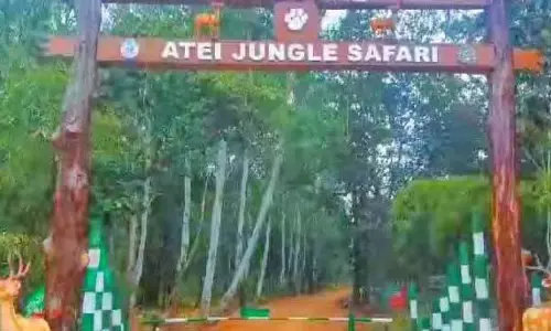 Keonjhar अतेई रिजर्व वन में जंगल सफारी शुरू हुई