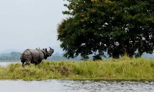 Assam: काजीरंगा राष्ट्रीय उद्यान में दो दशकों में पर्यटकों की रिकॉर्ड आमद Assam: काजीरंगा राष्ट्रीय उद्यान में दो दशकों में पर्यटकों की रिकॉर्ड आमद