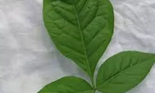 Health: रोज सुबह खाली पेट बेलपत्र का सेवन करने से शरीर को होते हैं कई फायदे