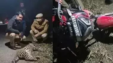 Moradabad: बाइक से टकराकर तेंदुए की मौत, बाइक सवार घायल Moradabad: बाइक से टकराकर तेंदुए की मौत, बाइक सवार घायल