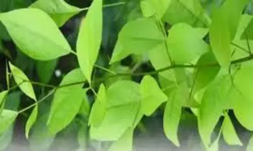 Lifestyle:  घर में बेलपत्र लगाने से होते हैं ये 5 बड़े फायदे