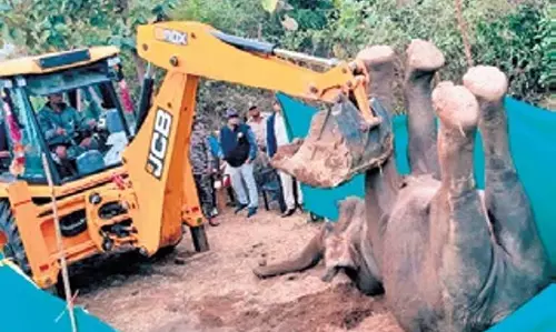 Odisha में बिजली का करंट लगने से हाथी की मौत
