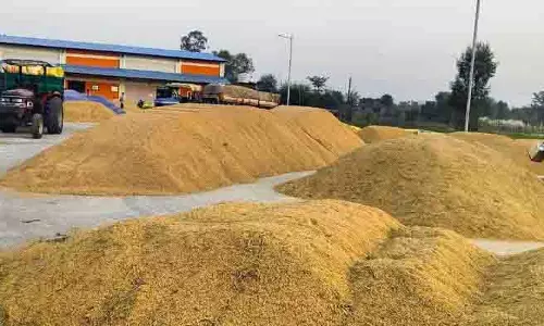 Kangra में 1.34 लाख क्विंटल धान की रिकॉर्ड खरीद