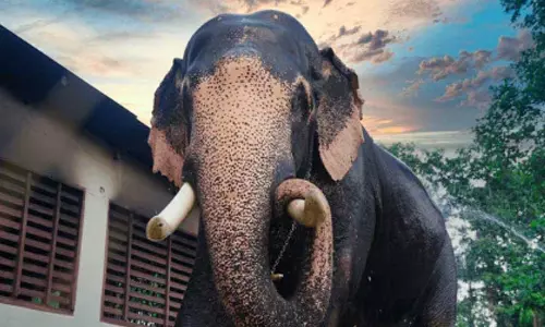 Alipurduar में एक चाय बागान के पास झुंड को भगाने के लिए तैनात गार्ड को हाथी ने मार डाला