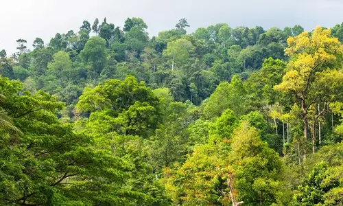 Arunachal : सबसे बड़े वन क्षेत्र वाले शीर्ष तीन राज्यों में शामिल