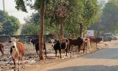 Haryana : पंचकूला में आवारा पशुओं का आतंक Haryana : पंचकूला में आवारा पशुओं का आतंक