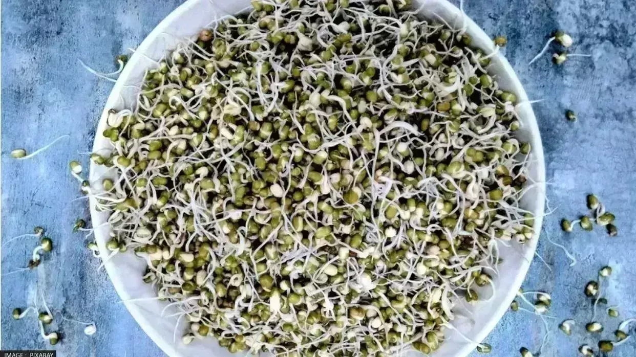 Lifestyle: नाश्ते में करते हैं स्प्राउट्स का सेवन, हो जाएं सावधान Lifestyle: नाश्ते में करते हैं स्प्राउट्स का सेवन, हो जाएं सावधान