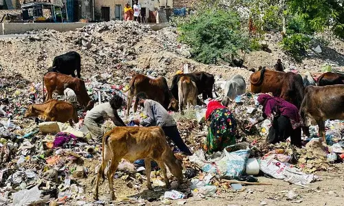 Haryana : सिरसा 2025 नई उम्मीदें, विकास और आवारा पशुओं की चुनौती