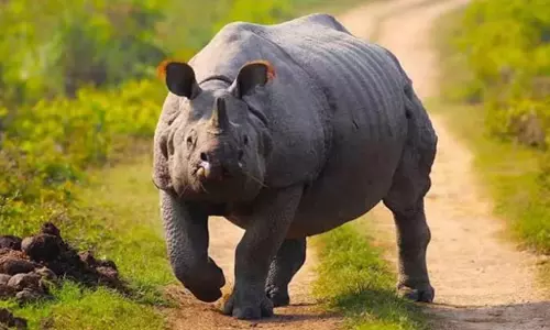 Assam: काजीरंगा में गैंडे के हमले में एक व्यक्ति की मौत Assam: काजीरंगा में गैंडे के हमले में एक व्यक्ति की मौत