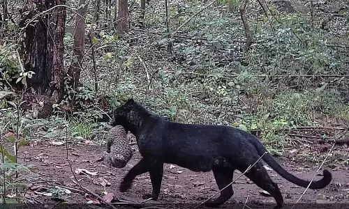 Odisha के जंगल में दिखा काला तेंदुआ, देखें video