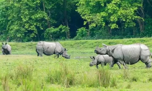 Assam के काजीरंगा राष्ट्रीय उद्यान में दो दशकों में पर्यटकों की रिकॉर्ड आमद Assam के काजीरंगा राष्ट्रीय उद्यान में दो दशकों में पर्यटकों की रिकॉर्ड आमद