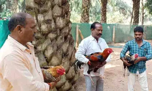 Sankranti पर मुर्गों की लड़ाई का मौसम शुरू, मुर्गियां लड़ाई के लिए तैयार