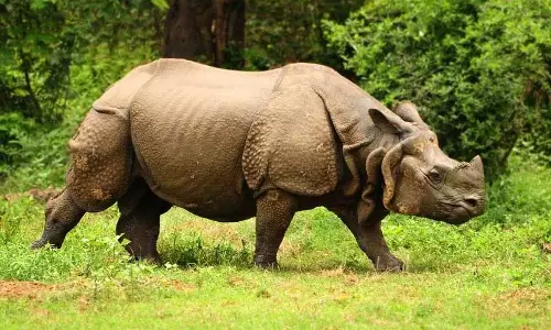 Assam: काजीरंगा में गैंडे के हमले में एक व्यक्ति की मौत Assam: काजीरंगा में गैंडे के हमले में एक व्यक्ति की मौत