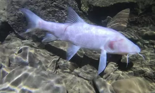 Meghalaya की सबसे बड़ी गुफा मछली ने जीता नेशनल केव एनिमल ऑफ द ईयर का खिताब Meghalaya की सबसे बड़ी गुफा मछली ने जीता नेशनल केव एनिमल ऑफ द ईयर का खिताब