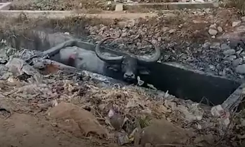 Assam: राष्ट्रीय राजमार्ग के किनारे नाले में जंगली भैंसा फंसा