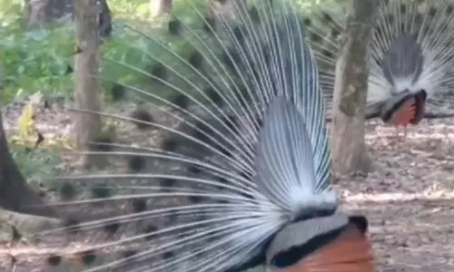 Assam: मानस राष्ट्रीय उद्यान में मोर अपनी ओर खींच रहे पर्यटक का ध्यान