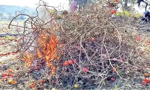 Medak में कम कीमत मिलने से नाराज किसान ने टमाटर की फसल में आग लगा दी Medak में कम कीमत मिलने से नाराज किसान ने टमाटर की फसल में आग लगा दी