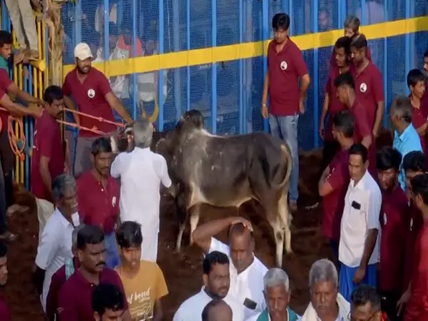 Tamil Nadu का पहला जल्लीकट्टू आज पुदुक्कोट्टई जिले में शुरू होगा