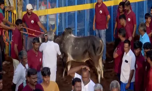 Tamil Nadu का पहला जल्लीकट्टू आज पुदुक्कोट्टई जिले में शुरू होगा