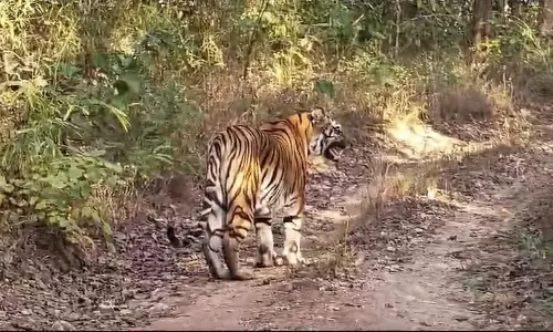 MP News:  अचानक बाघ के सामने से गुजरा बाइक, सबकी सांसें थम गईं