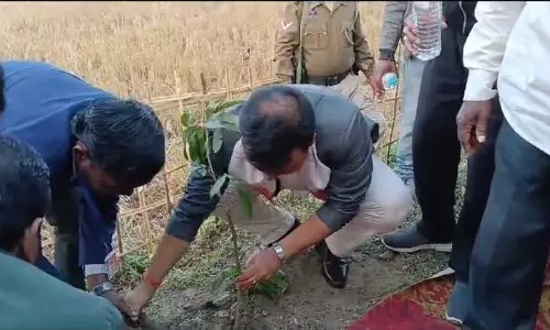 Assam : ज्ञानज्योति एसएचजी ने सूटिया में बंबइया लीची रोपण अभियान शुरू