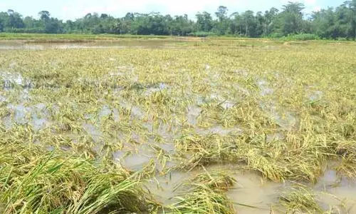 Odisha में फसल नुकसान के कारण दो किसानों की मौत