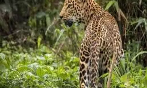 Maharashtra:  तेंदुए के आतंक से दहशत,  मासूम की मौत