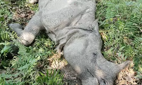 Assam : ओरंग राष्ट्रीय उद्यान और टाइगर रिजर्व में नर एक सींग वाले गैंडे का शव मिला Assam : ओरंग राष्ट्रीय उद्यान और टाइगर रिजर्व में नर एक सींग वाले गैंडे का शव मिला