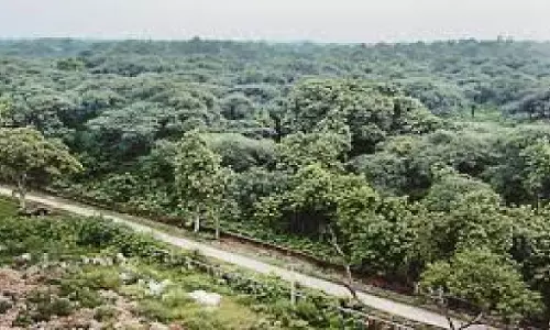 Meerut: मेरठ-सहारनपुर मंडल के जिलों में वन क्षेत्रफल में इजाफा हुआ Meerut: मेरठ-सहारनपुर मंडल के जिलों में वन क्षेत्रफल में इजाफा हुआ