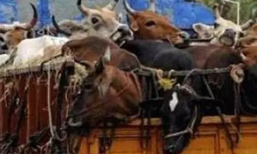 Udhampur: पुलिस ने बचाए 12 गोवंश, तस्कर गिरफ्तार