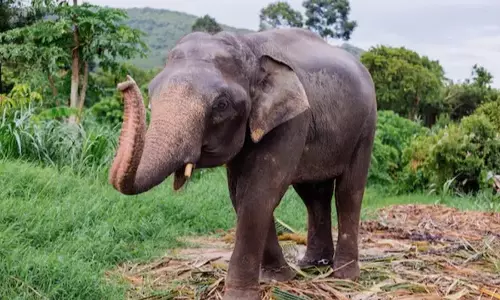 Odisha के मयूरभंज में हाथी ने व्यक्ति को कुचलकर मार डाला