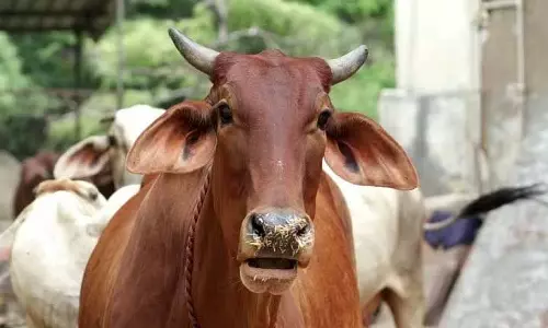 Karnataka: भाजपा का कांग्रेस सरकार पर गोशाला योजना खत्म करने का आरोप