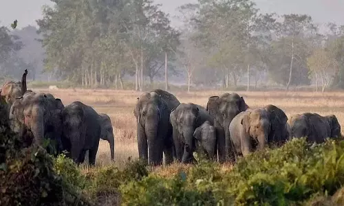 Sad : कर्नाटक में चार सालों में 50 हाथियों की बिजली के कारण चली गई जान