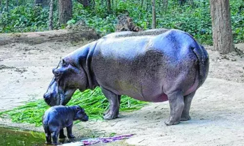 Editor: पिग्मी दरियाई घोड़े मू डेंग के प्रति जनता की आसक्ति पर प्रकाश डाला गया