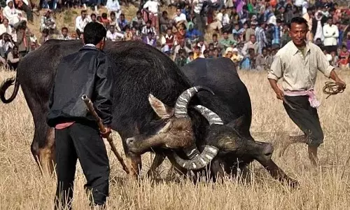 Assam : मोरीगांव के नए वकालत समूह ने राज्य में भैंसों की लड़ाई पर प्रतिबंध को चुनौती दी