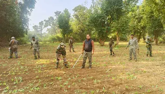 Chakradharpur: पुलिस ने 10 एकड़ अफीम की खेती को किया नष्ट Chakradharpur: पुलिस ने 10 एकड़ अफीम की खेती को किया नष्ट