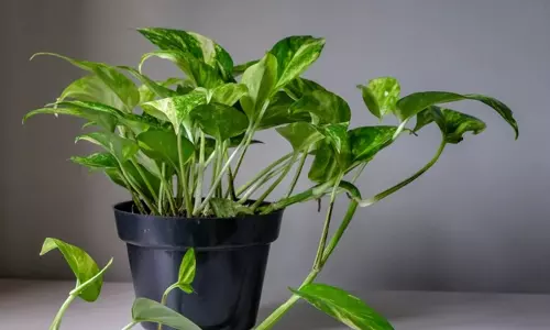 Money Plant: घर में न लगाएं चुराया हुआ मनी प्लांट, होगी आर्थिक तंगी