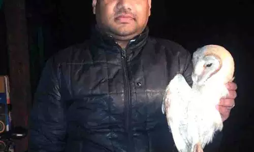 Amritsar: पक्षी कार्यकर्ता ने पतंग की डोर से घायल हुए खलिहान उल्लू को बचाया