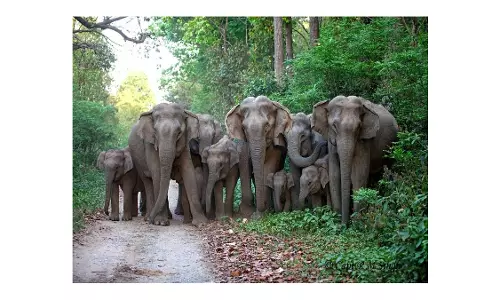 Kerala : शुष्क क्षेत्रों से हाथी एक बार फिर वायनाड की ओर पलायन कर रहे Kerala : शुष्क क्षेत्रों से हाथी एक बार फिर वायनाड की ओर पलायन कर रहे