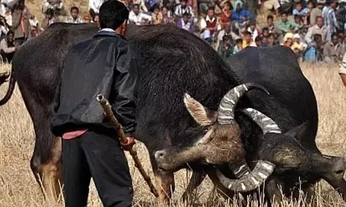 Assam: मोह जुज सुरक्षा समिति असम ने भैंसों की लड़ाई पर प्रतिबंध को दी चुनौती