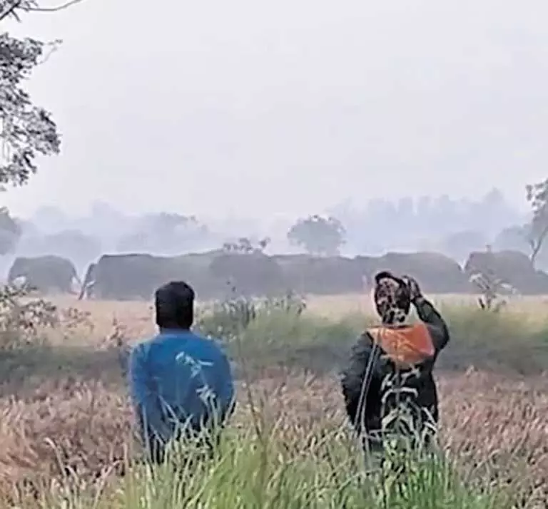 Mayurbhanj में हाथी ने 40 वर्षीय व्यक्ति को कुचलकर मार डाला Mayurbhanj में हाथी ने 40 वर्षीय व्यक्ति को कुचलकर मार डाला