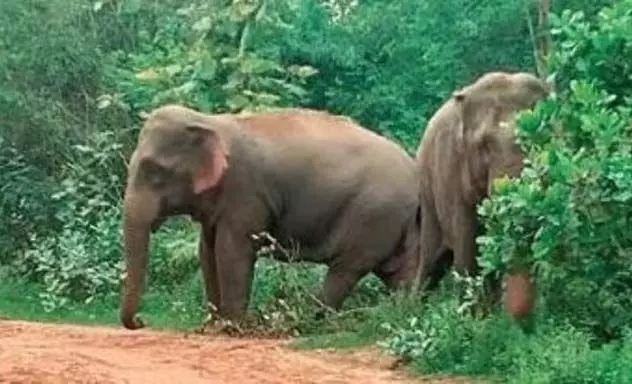 Ganjam के भंजनगर में हाथियों ने मचाया उत्पात