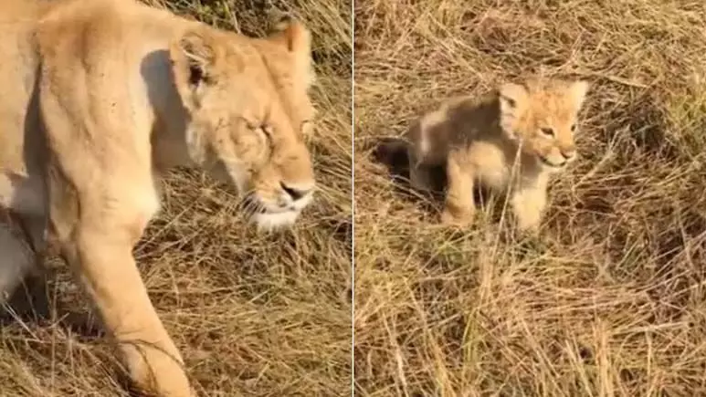 नन्हे शावक ने शेरनी मां को पुकारने के लिए लगाई ऐसी दहाड़, देखें VIDEO